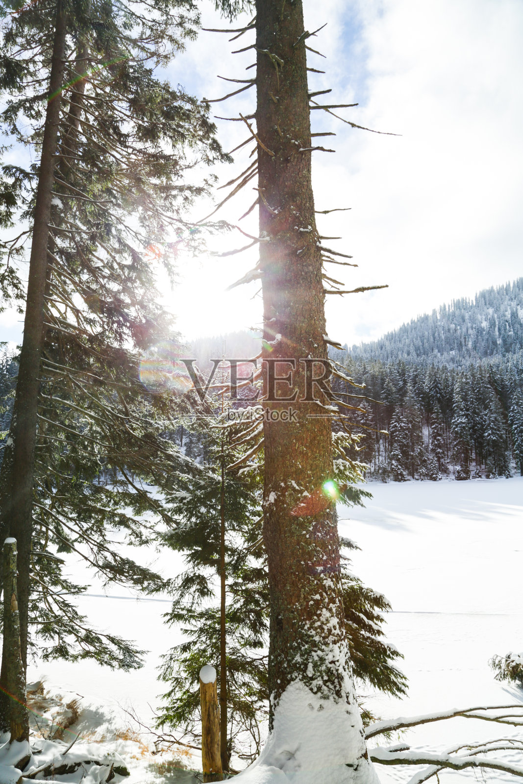 大雪覆盖在巴伐利亚森林中照片摄影图片
