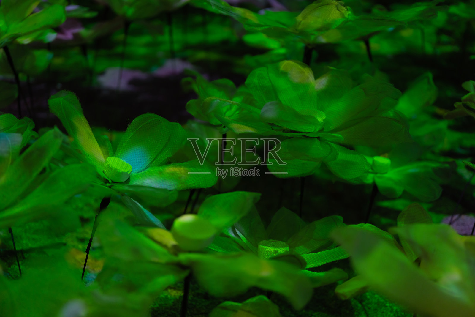 花。抽象的散景模糊背景的节日庆祝概念。照明照片摄影图片