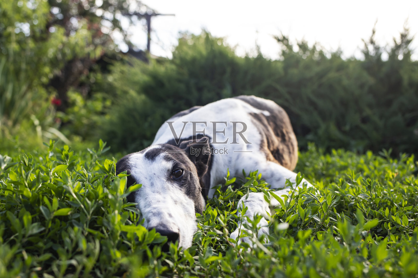 一只灰狗正在绿色的草坪上休息。侧视图。狗躺在绿草地上。照片摄影图片