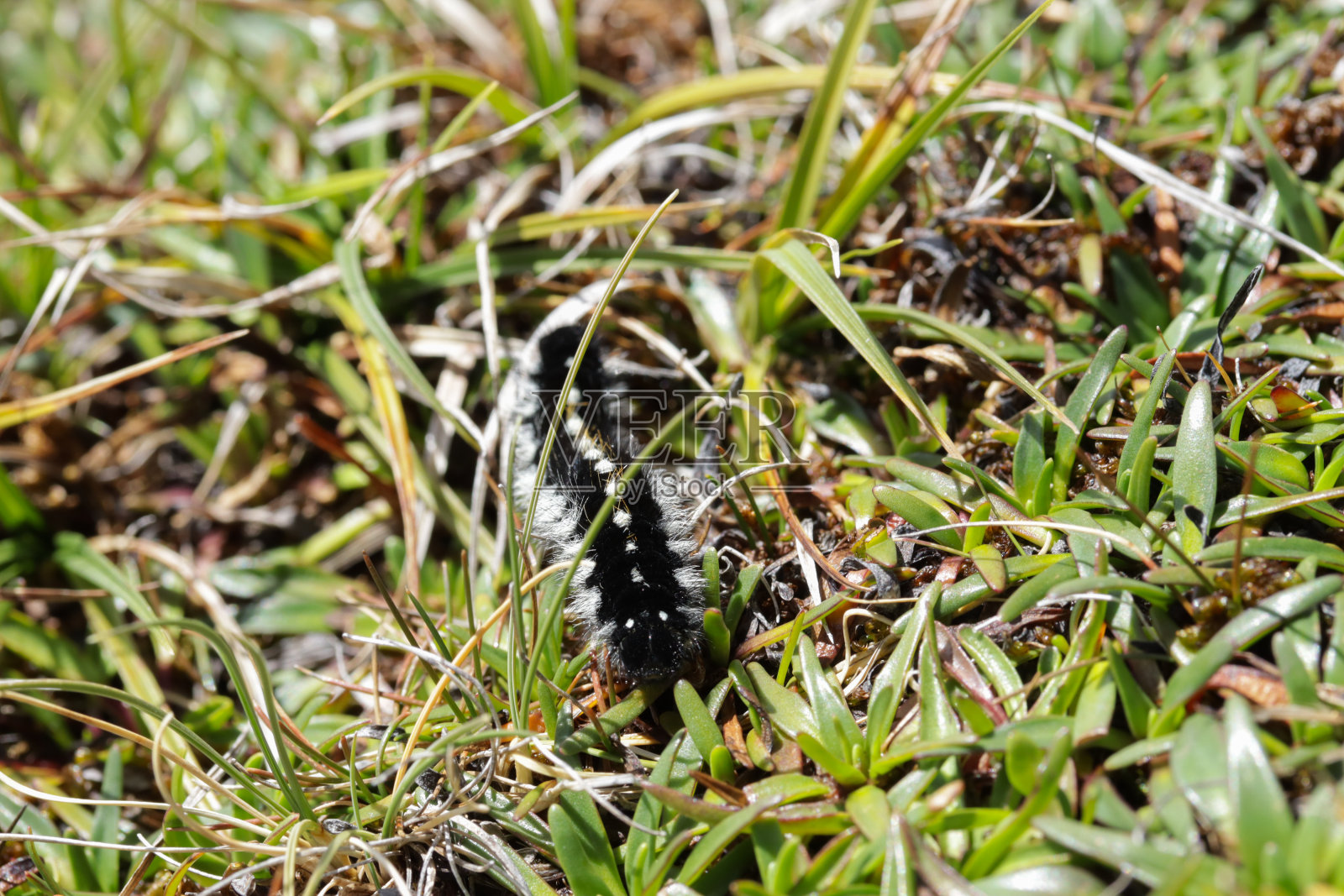 秘鲁高山区的毛毛虫。昆虫和自然的概念。照片摄影图片