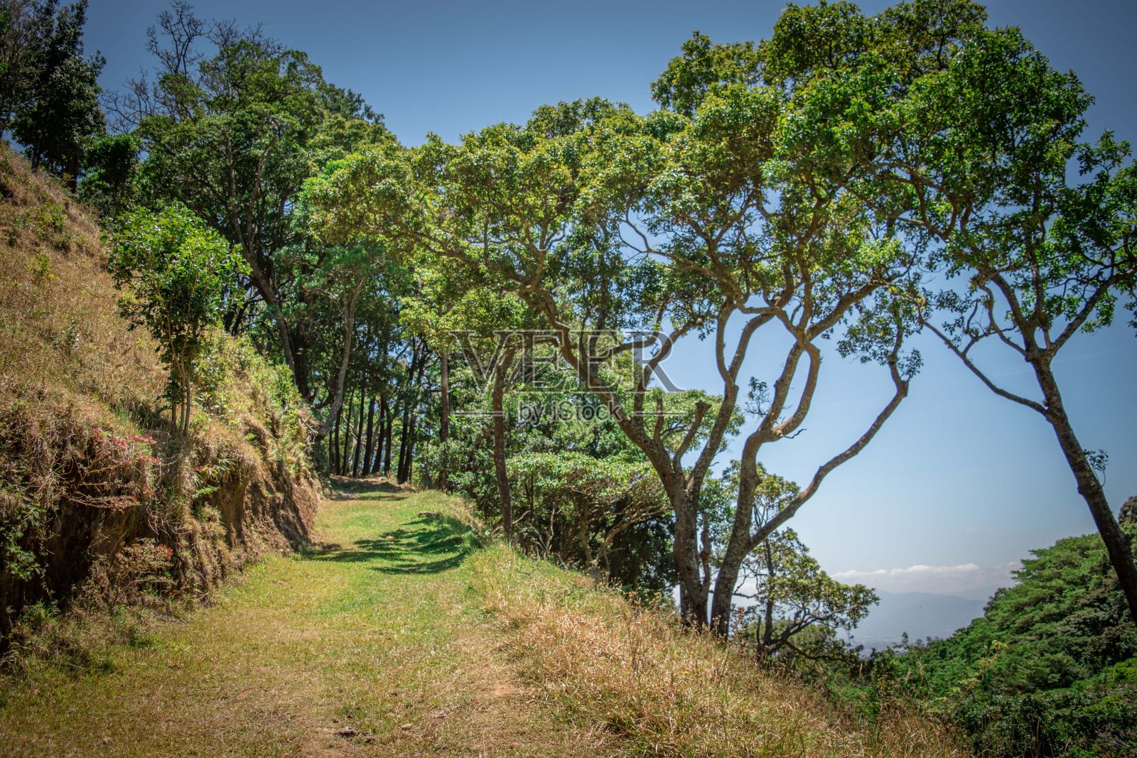 在阳光明媚的日子里，绿色山坡上的一条小径的风景照片摄影图片