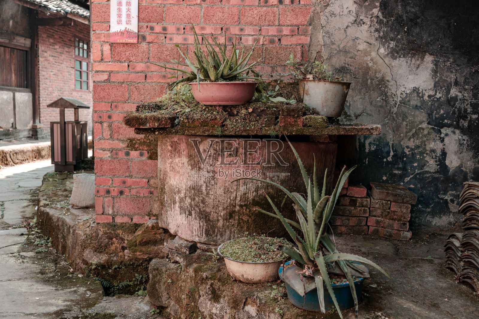 旧建筑室外的植物照片摄影图片