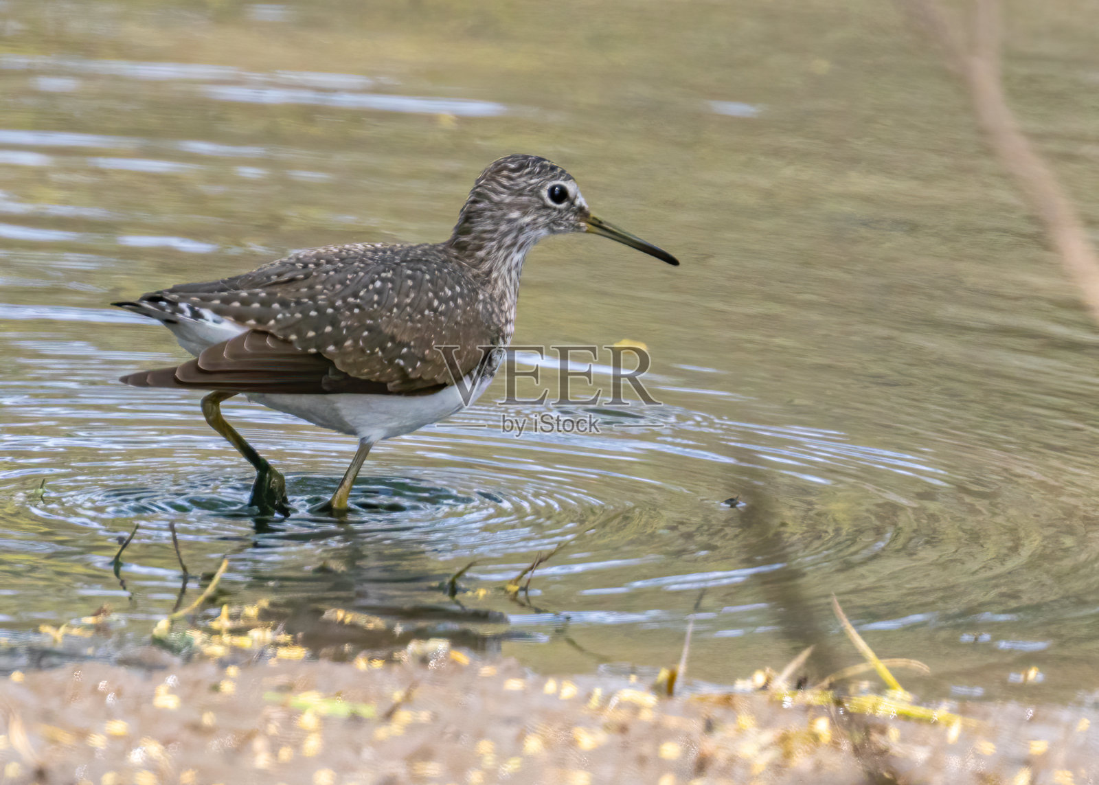 一只林中矶鹞照片摄影图片