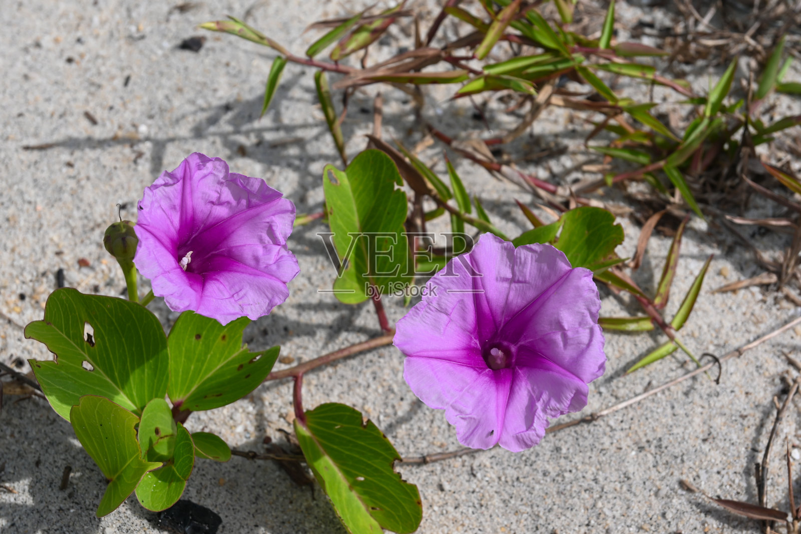 这不值一提照片摄影图片