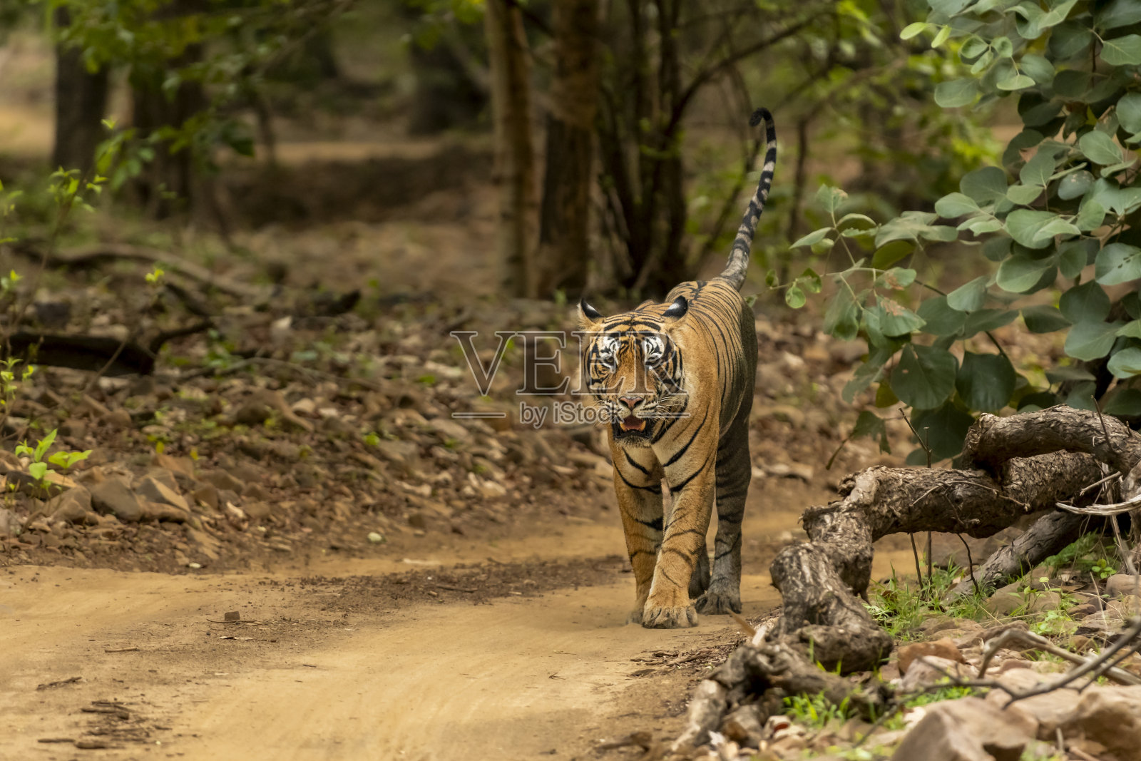 野生成年孟加拉雄性虎或底格里斯虎，底格里斯虎头与尾巴在自然绿色背景在早上狩猎在兰瑟姆博尔国家公园老虎保护区萨瓦伊马德侯尔拉贾斯坦邦印度亚洲照片摄影图片