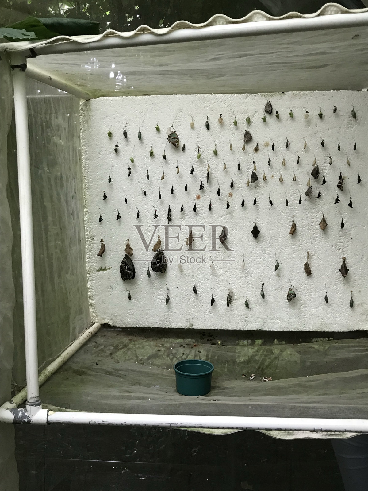 蝴蝶茧照片摄影图片