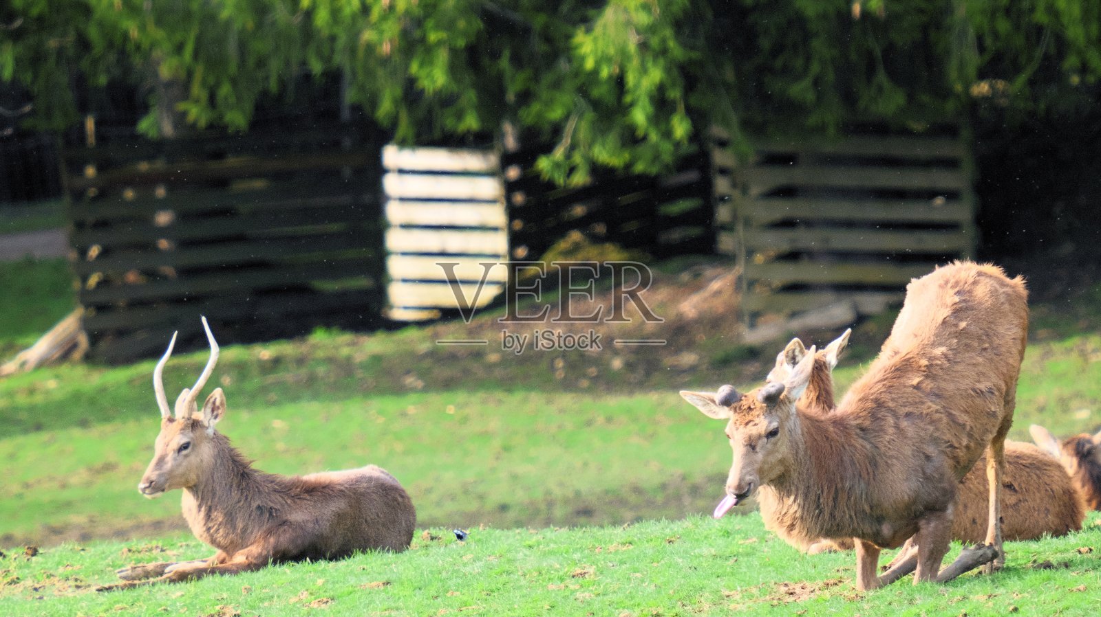 滑稽的鹿跪在地上，吐着舌头照片摄影图片
