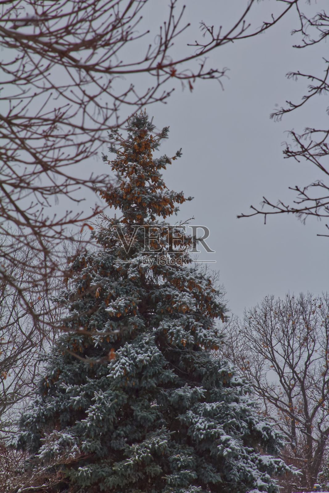 圣诞树照片摄影图片