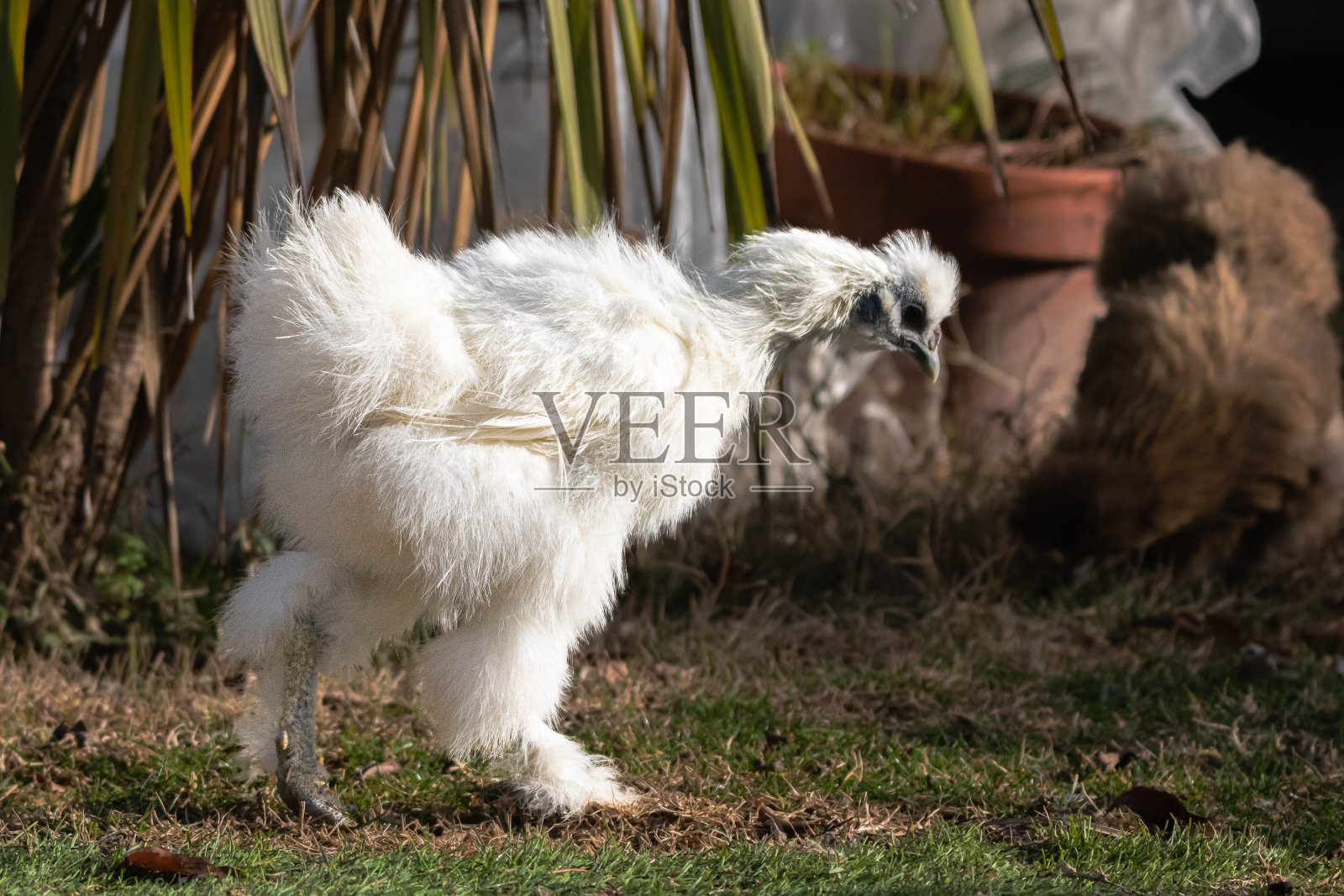在普罗旺斯的一个花园里放养的母鸡照片摄影图片