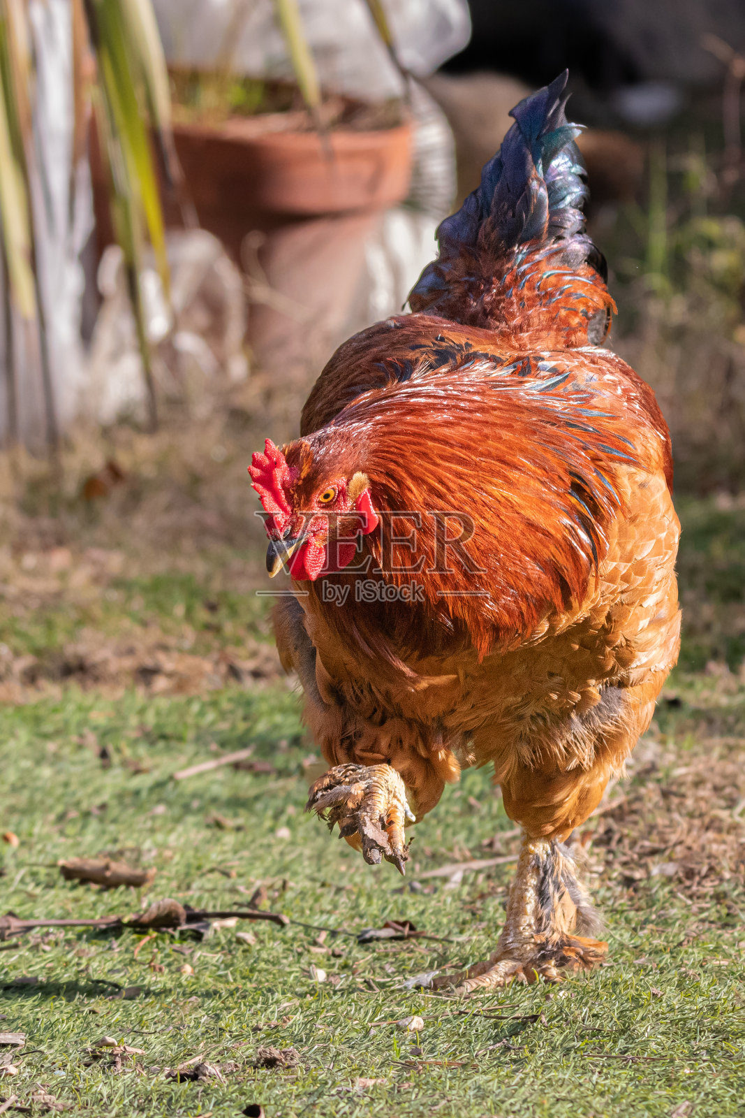 在普罗旺斯的一个花园里放养的母鸡照片摄影图片