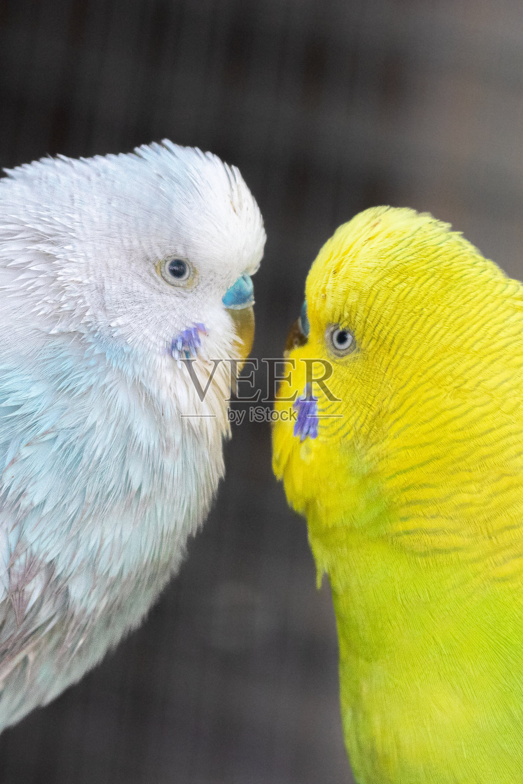 鸟舍里的长尾小鹦鹉特写照片摄影图片