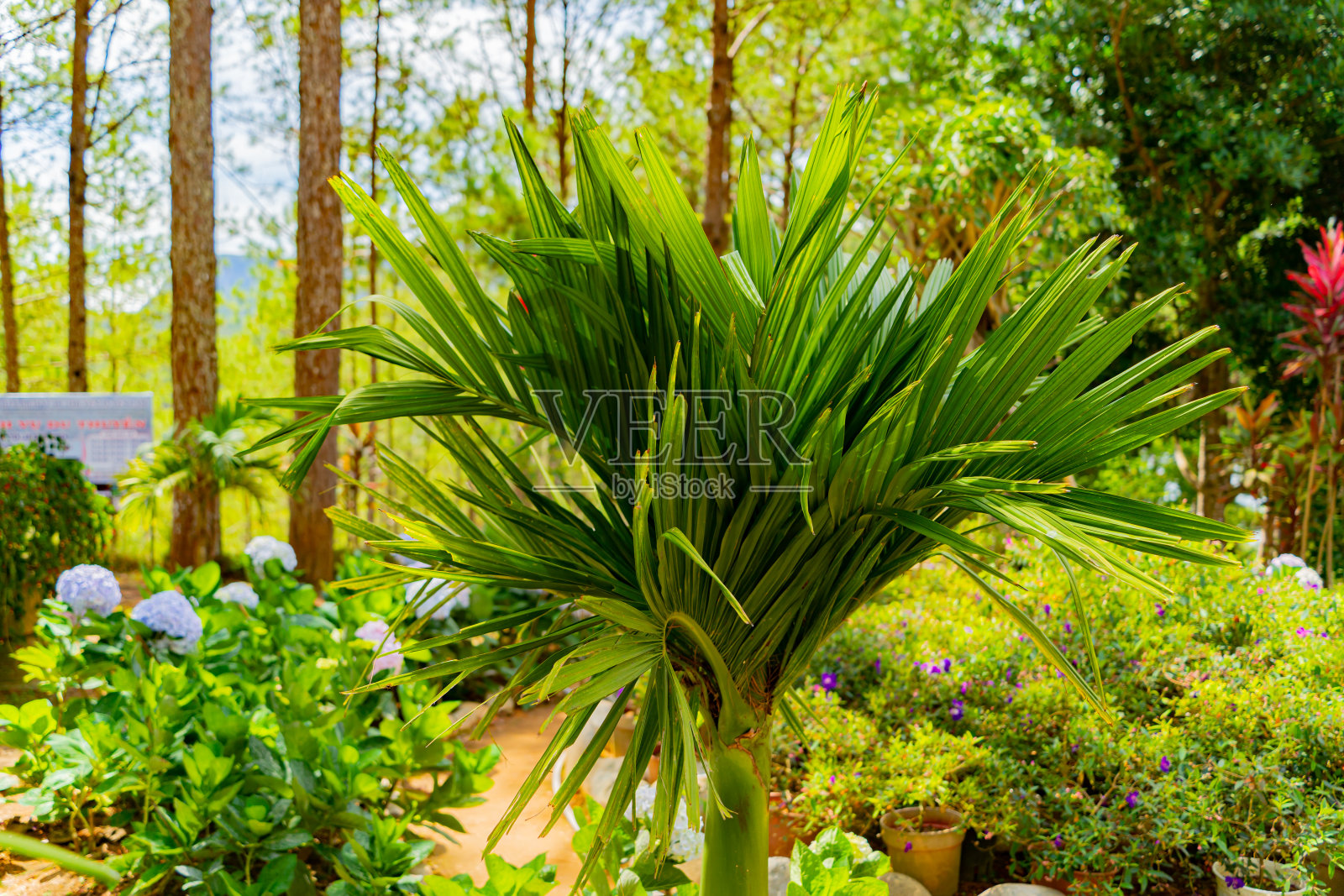 花园里的棕榈树。照片摄影图片