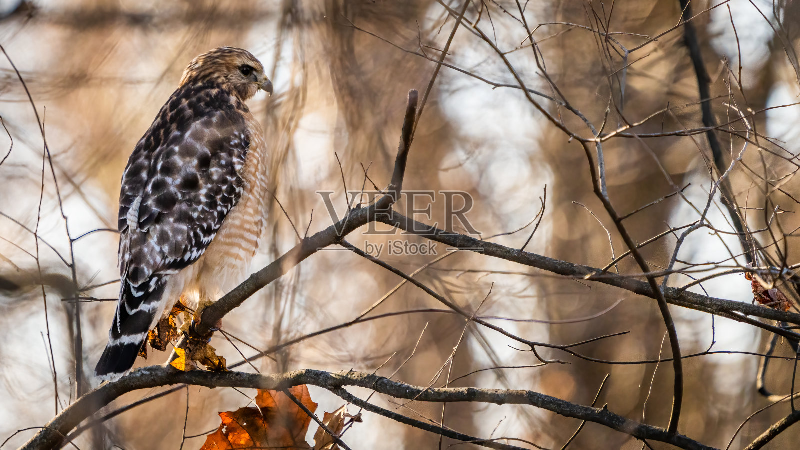 红肩鹰在栖木上照片摄影图片