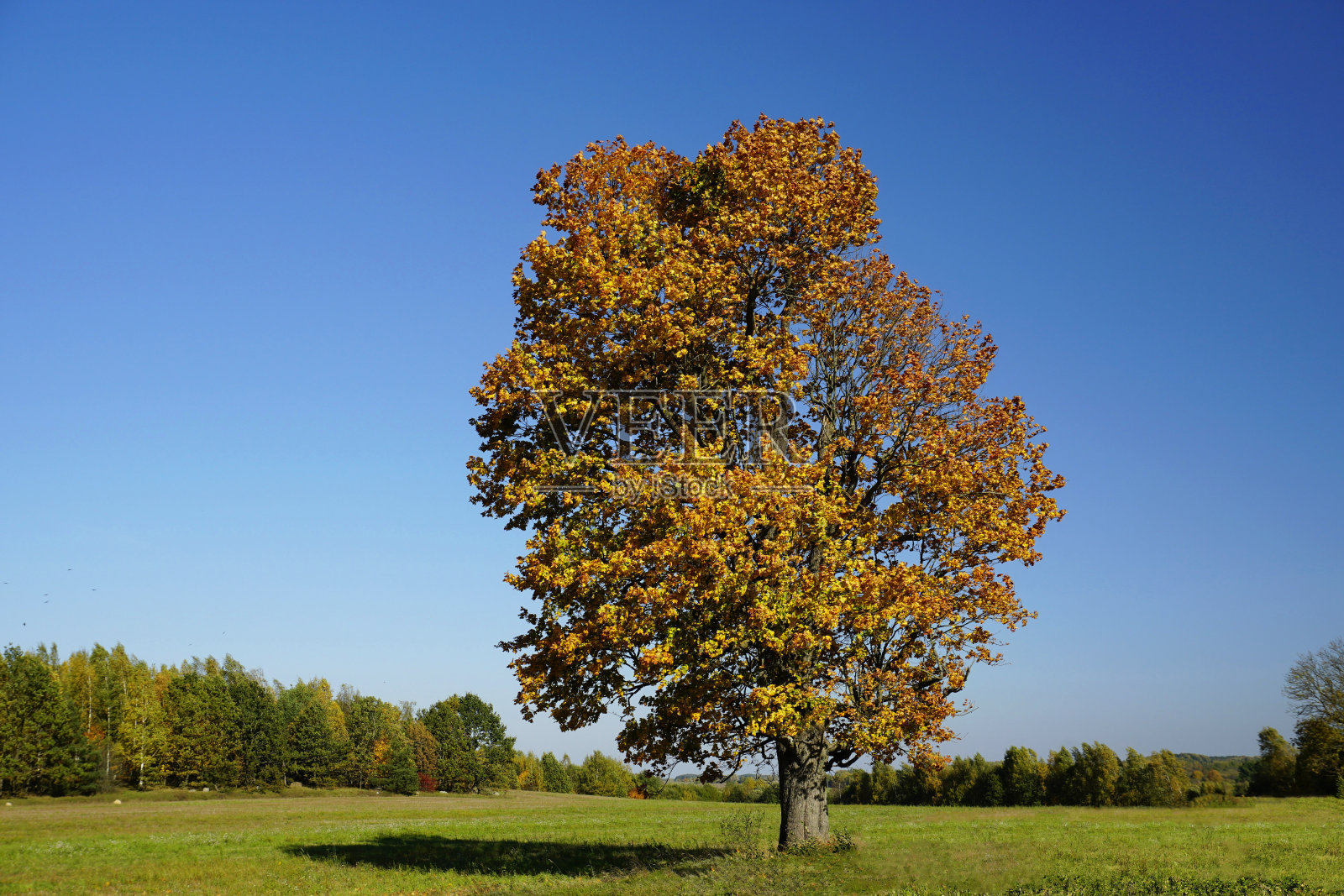一棵在收获的田野上的老大橡树。秋天的风景。阳光明媚的一天。湛蓝的天空。照片摄影图片