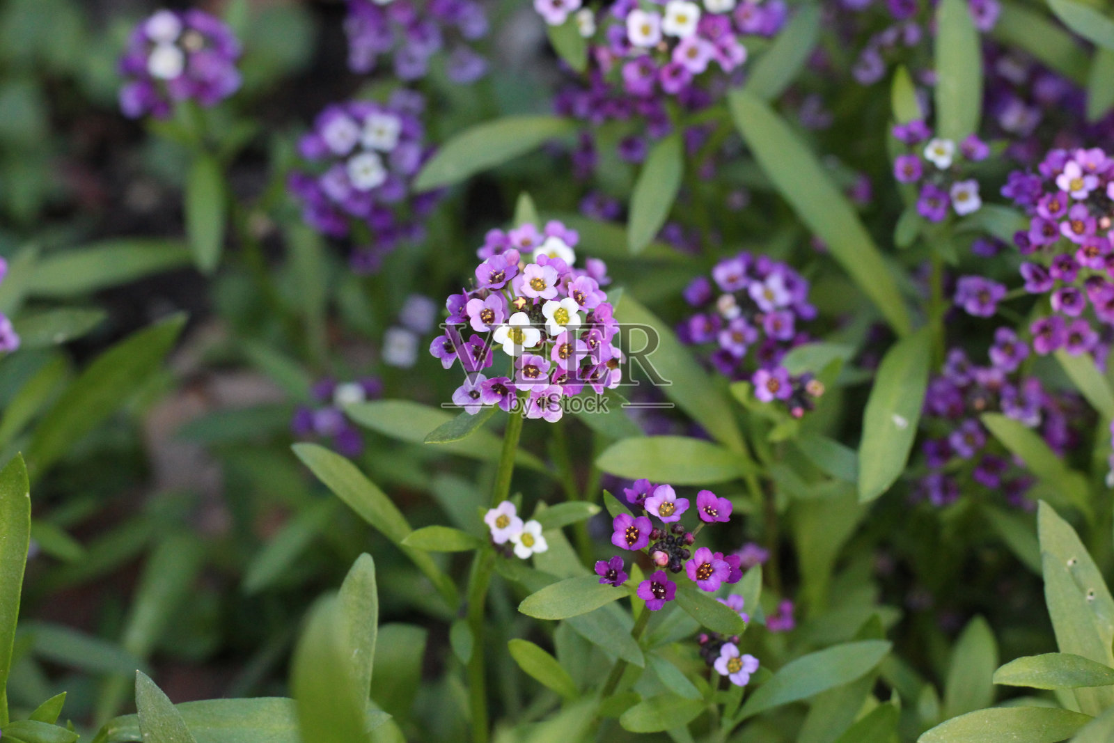 小紫色花朵在绿色的草地背景特写照片摄影图片