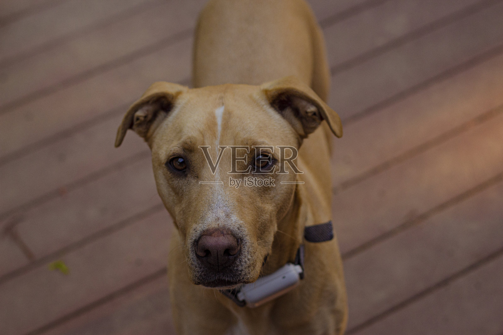 严肃的狗看着相机照片摄影图片