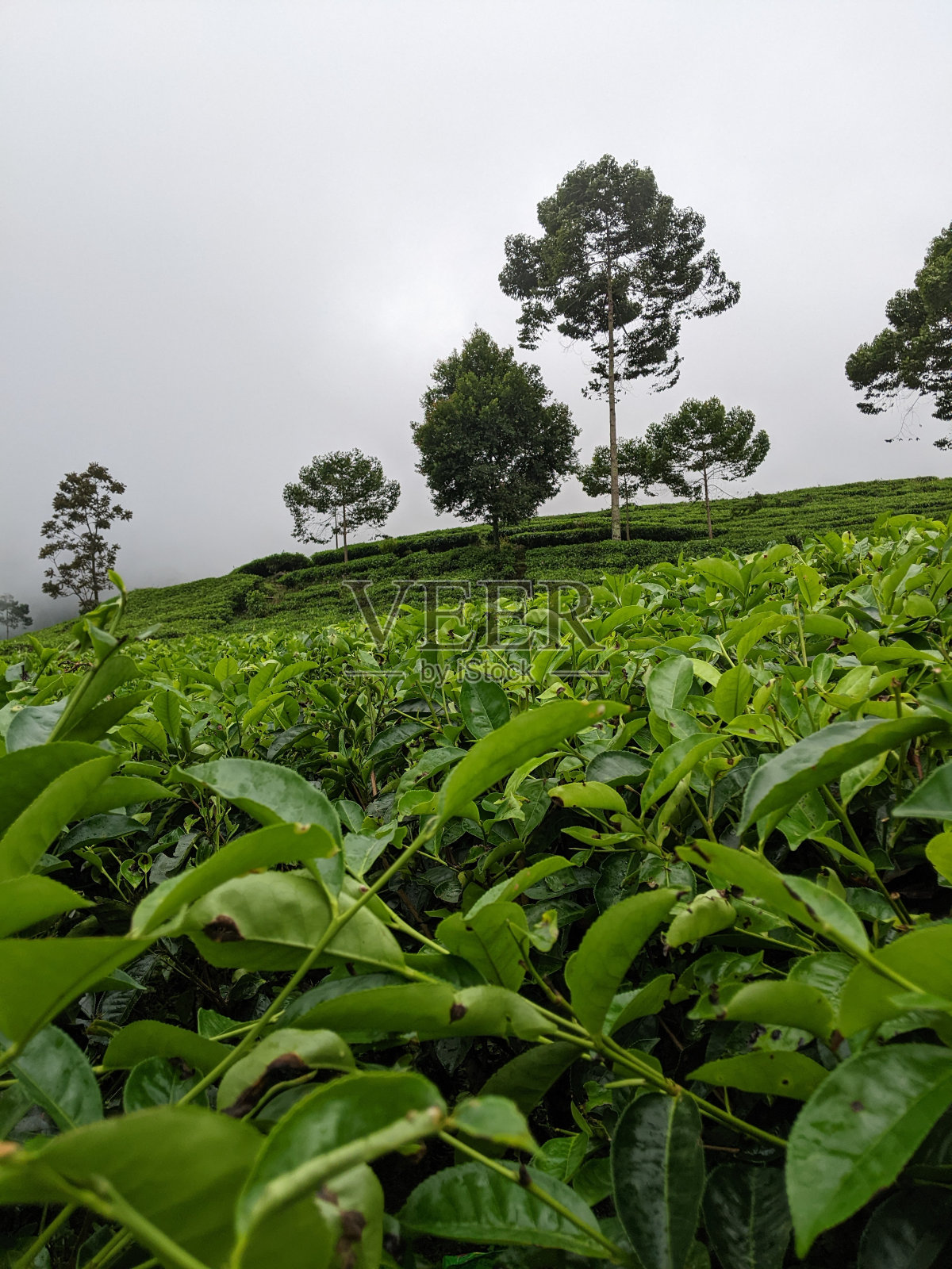 茶园之美照片摄影图片