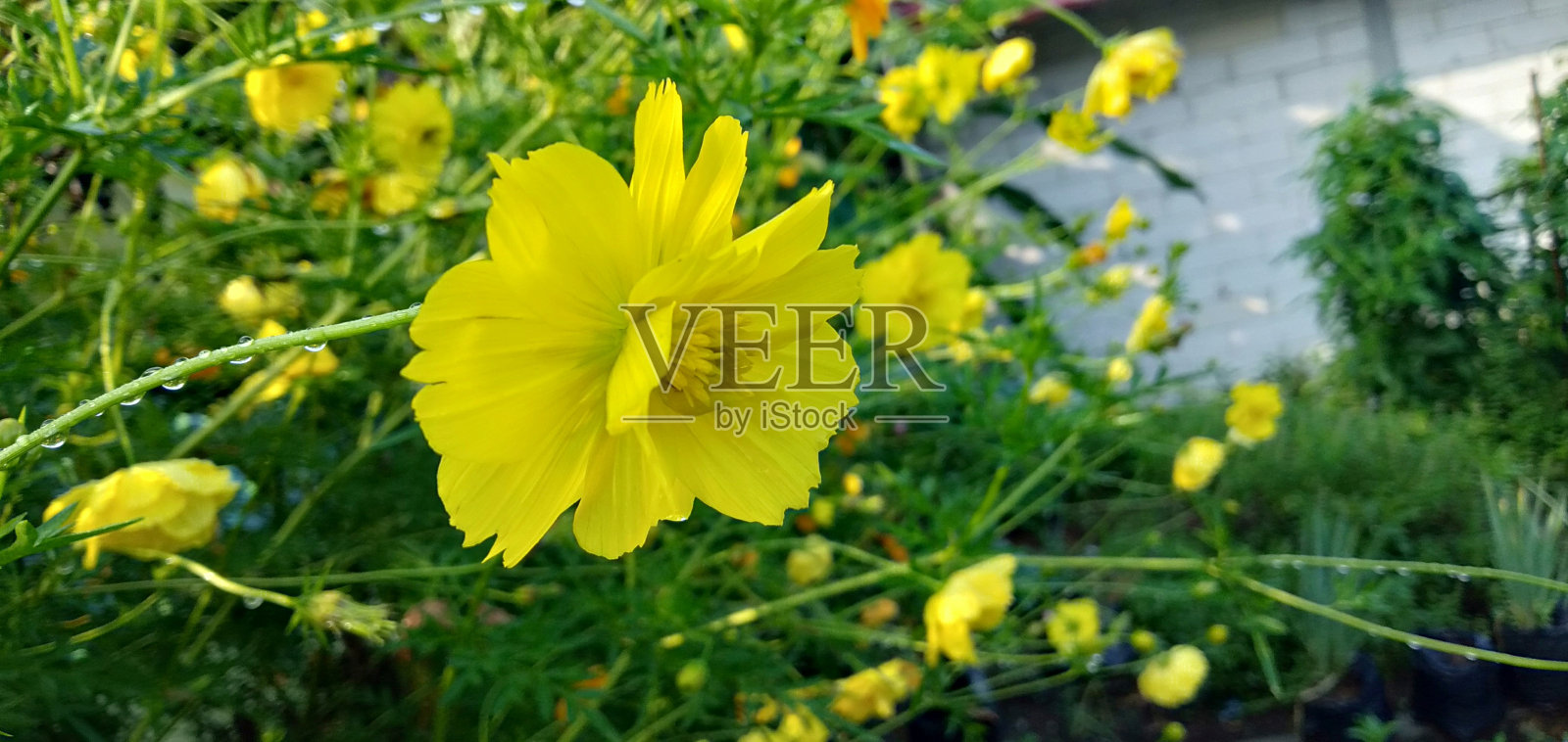 五颜六色的花照片摄影图片