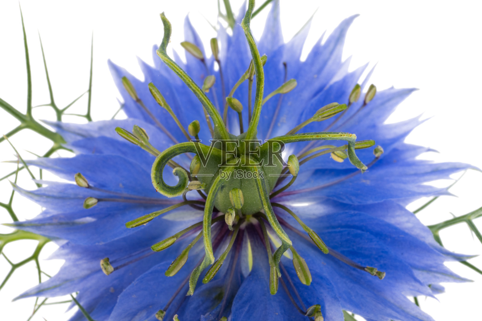 黑草花分离株照片摄影图片