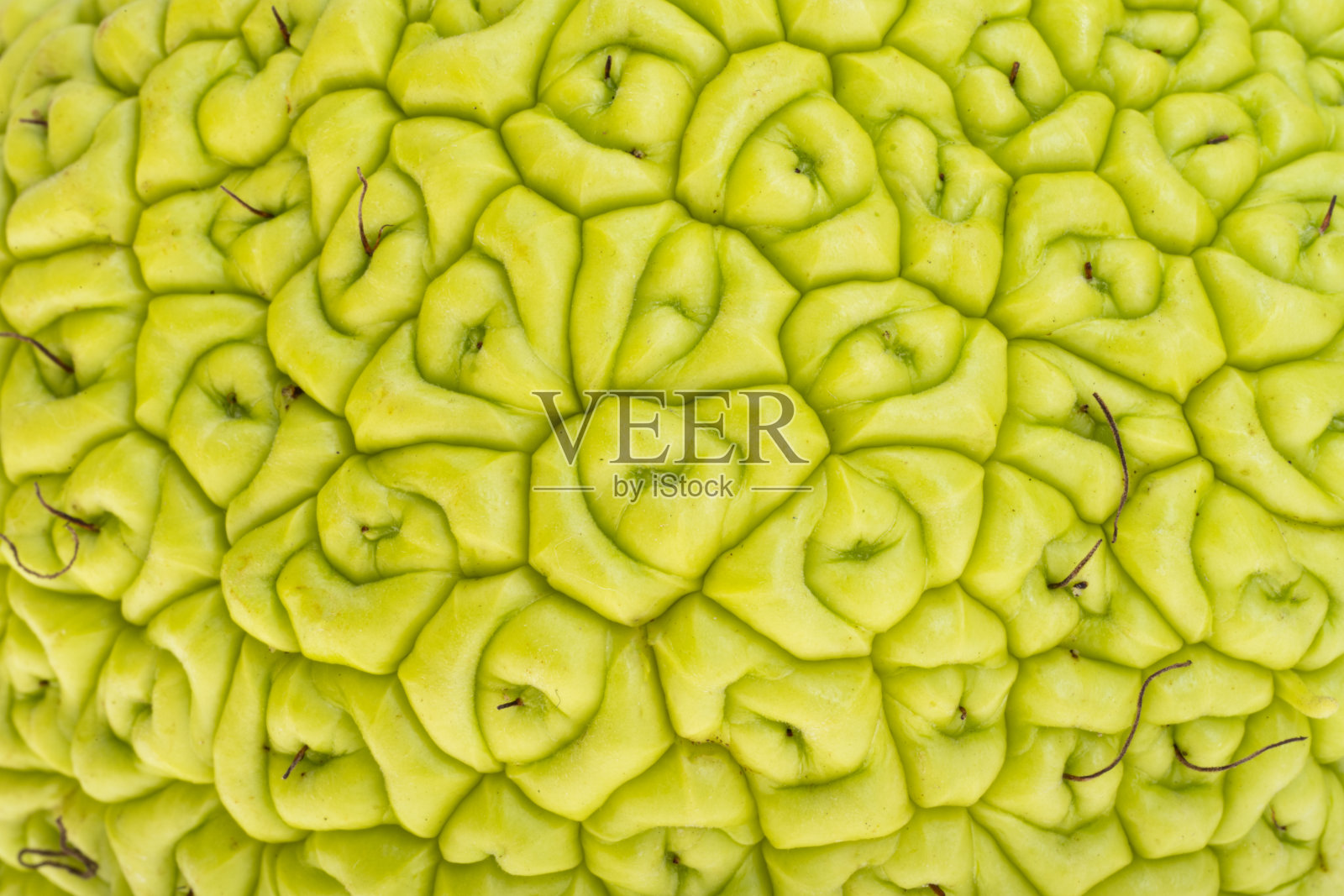 绿色美丽的maclura背景特写照片摄影图片