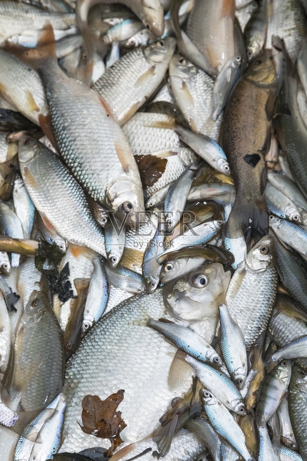 从渔场分拣鱼照片摄影图片