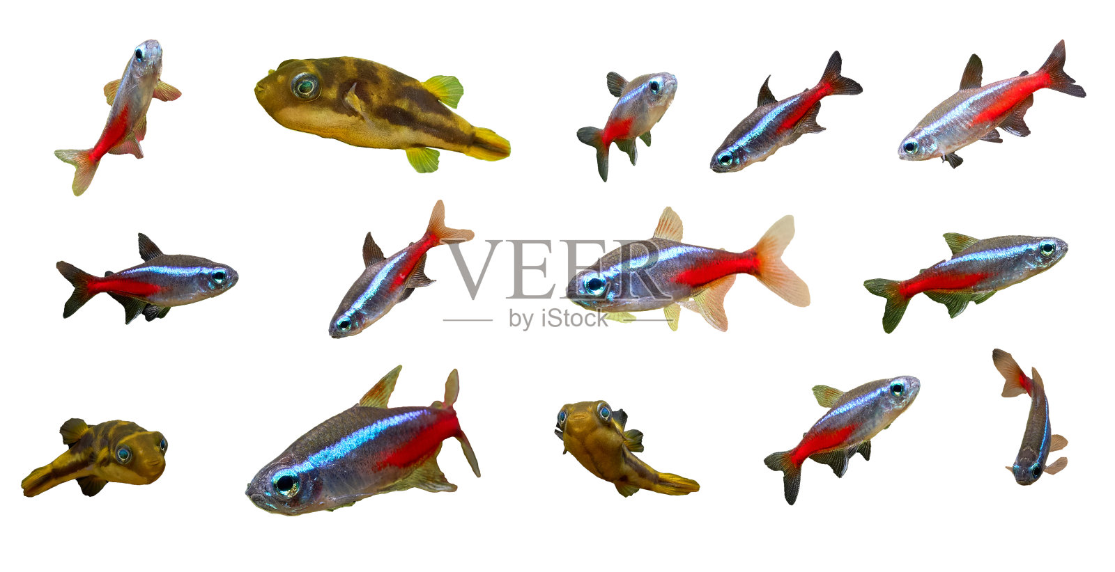 霓虹与河豚隔离照片摄影图片