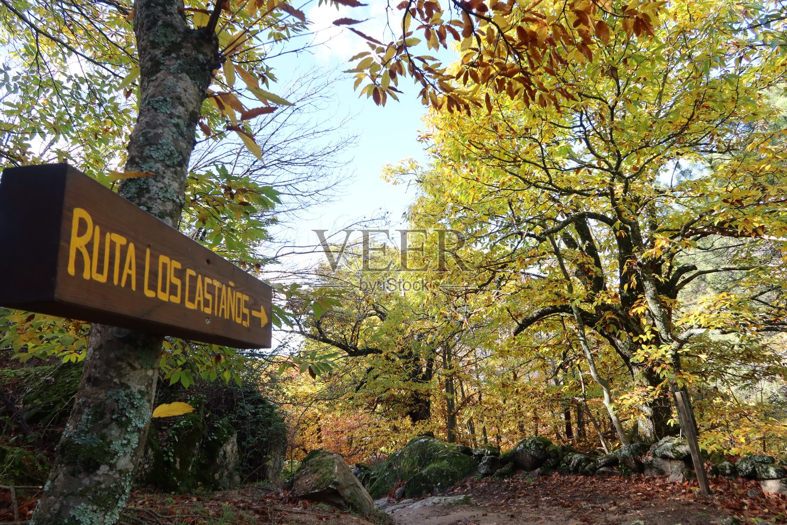 栗树路线。Rozas de Puerto Real，马德里。西班牙照片摄影图片