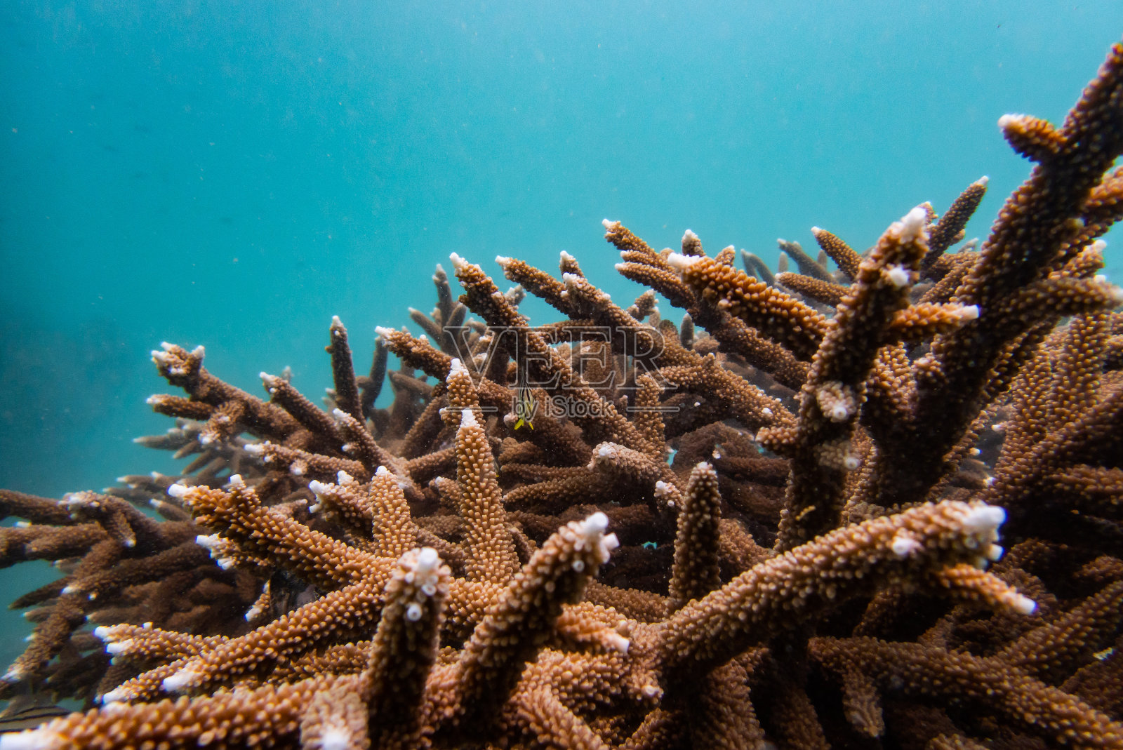 珊瑚照片摄影图片