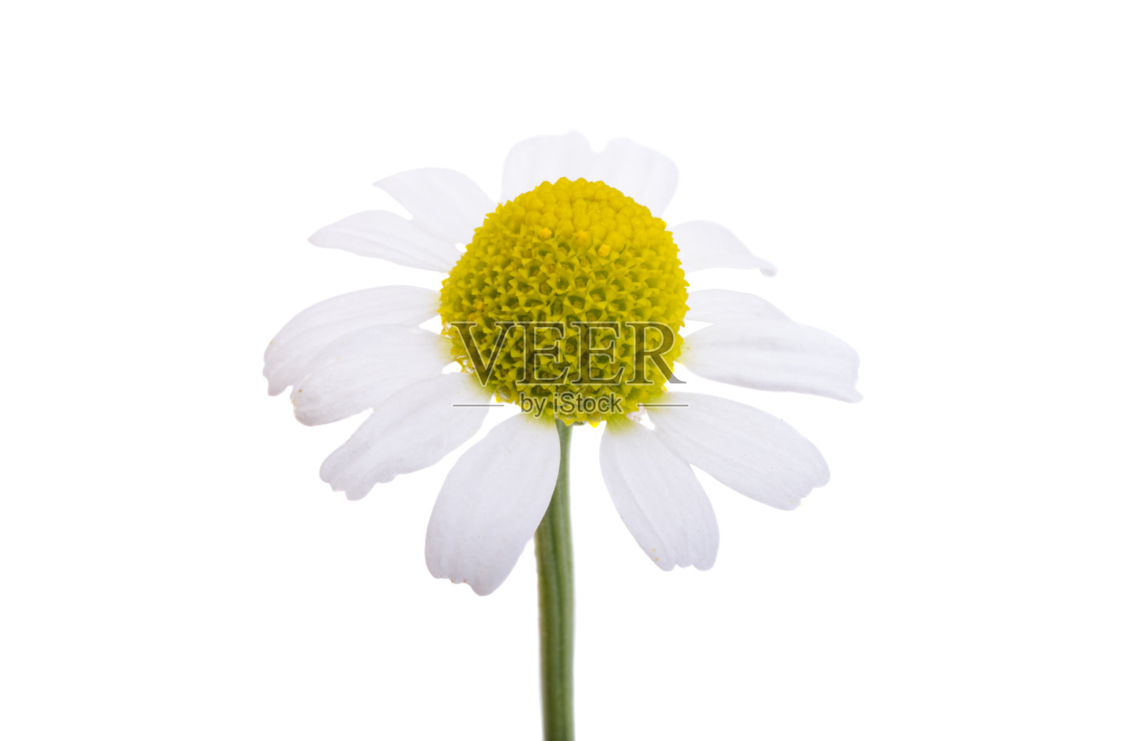 药用洋甘菊分离照片摄影图片