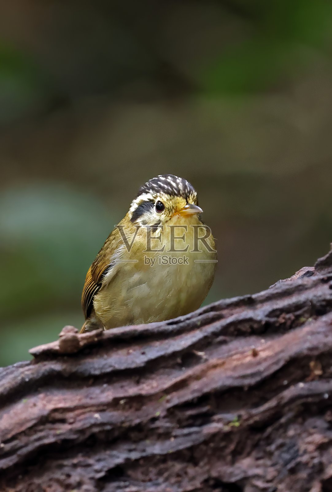 黑冠雀鹛照片摄影图片