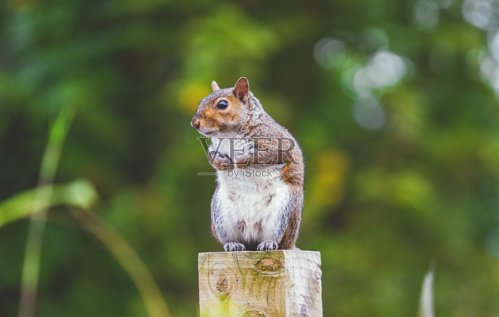东部灰松鼠照片摄影图片