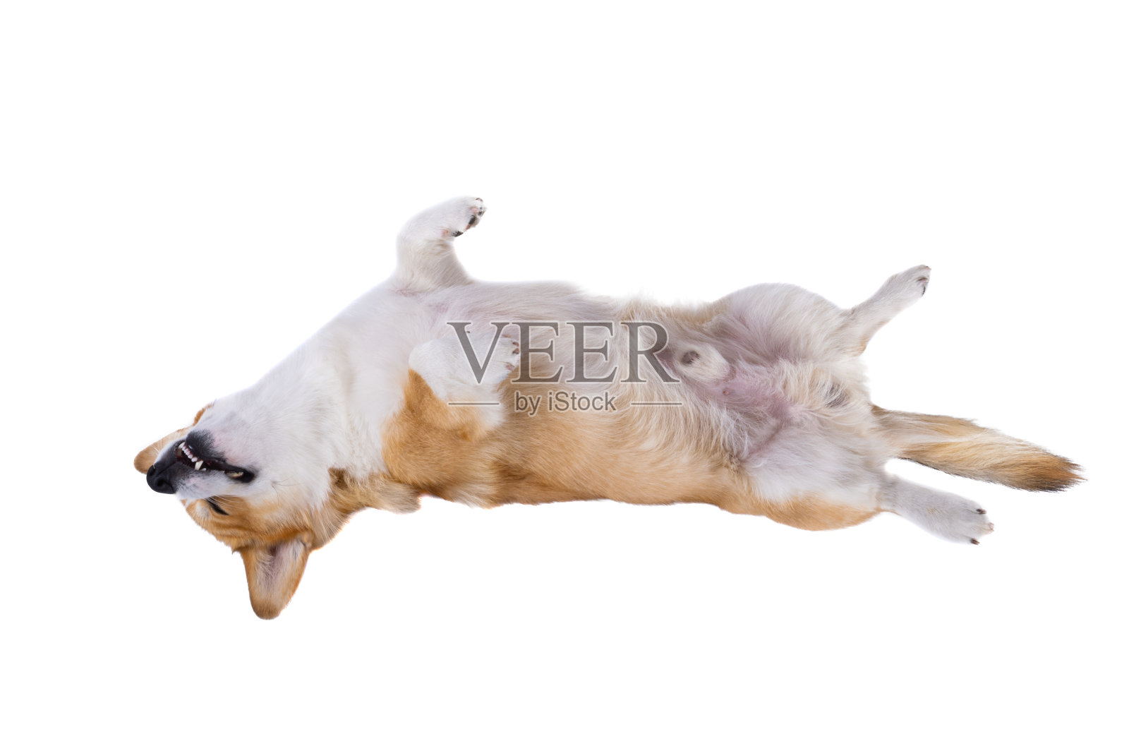 柯基躺在工作室孤立照片摄影图片