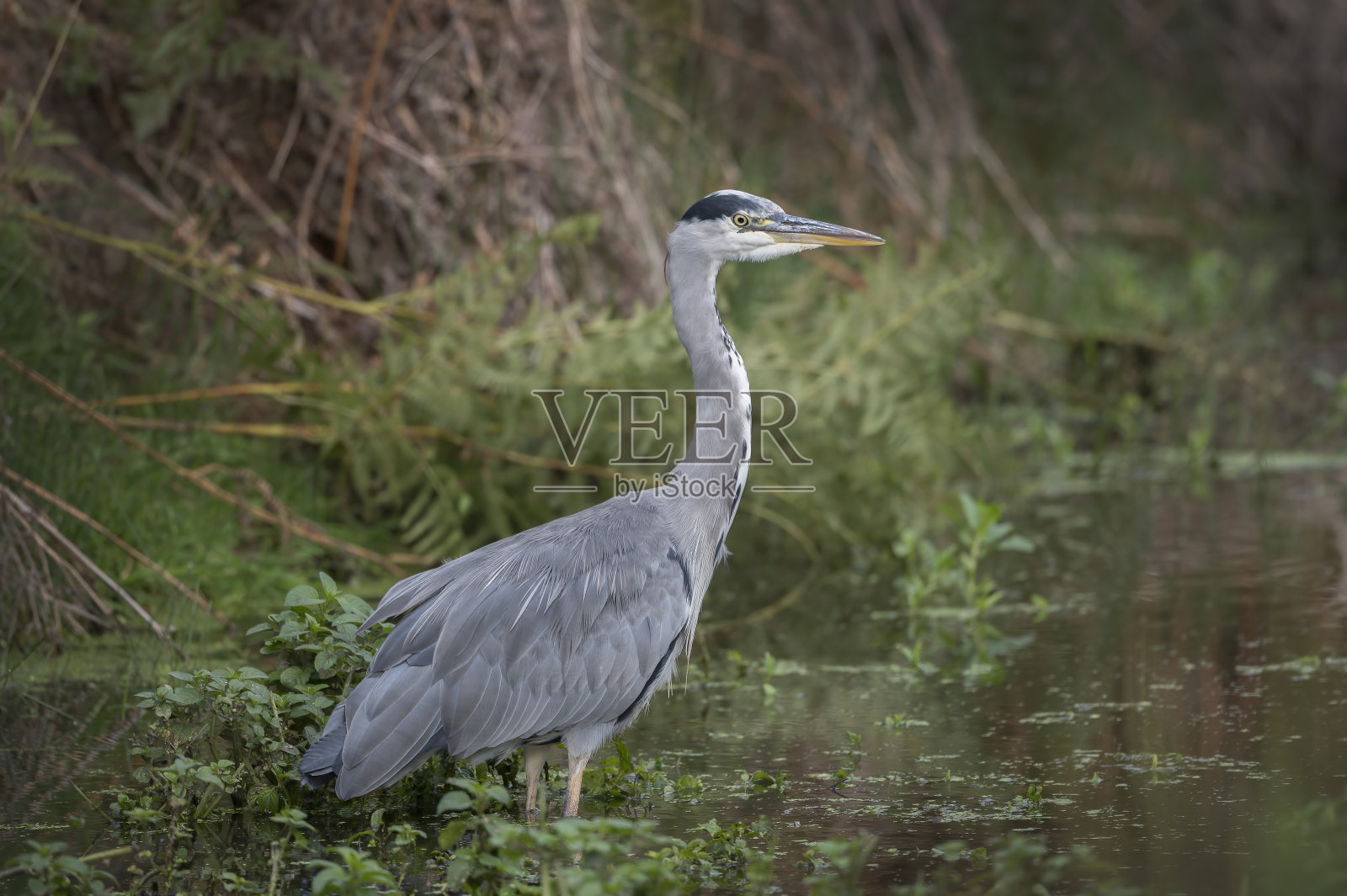 荒野中的苍鹭照片摄影图片