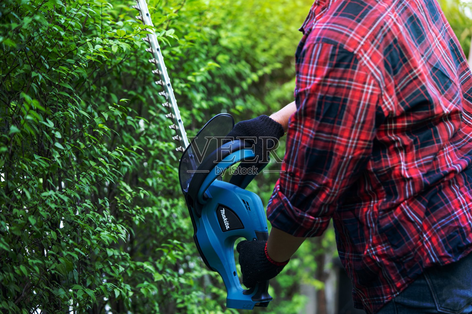 园丁手持电动树篱修剪机在花园里修剪树梢。爱好种植家庭花园。照片摄影图片