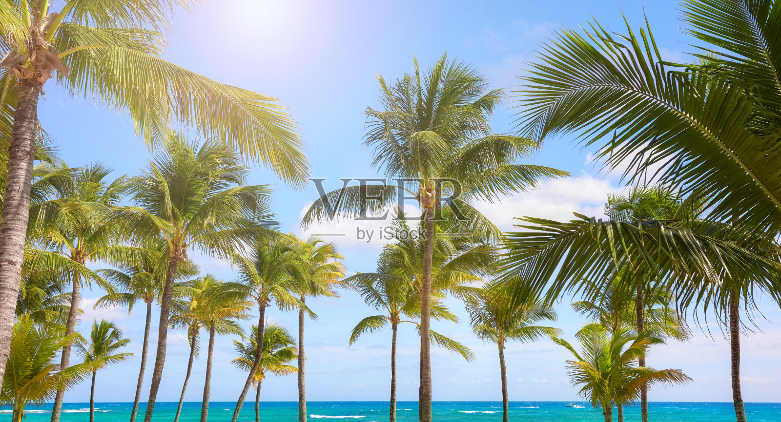 墨西哥加勒比海滩上的椰子树。照片摄影图片