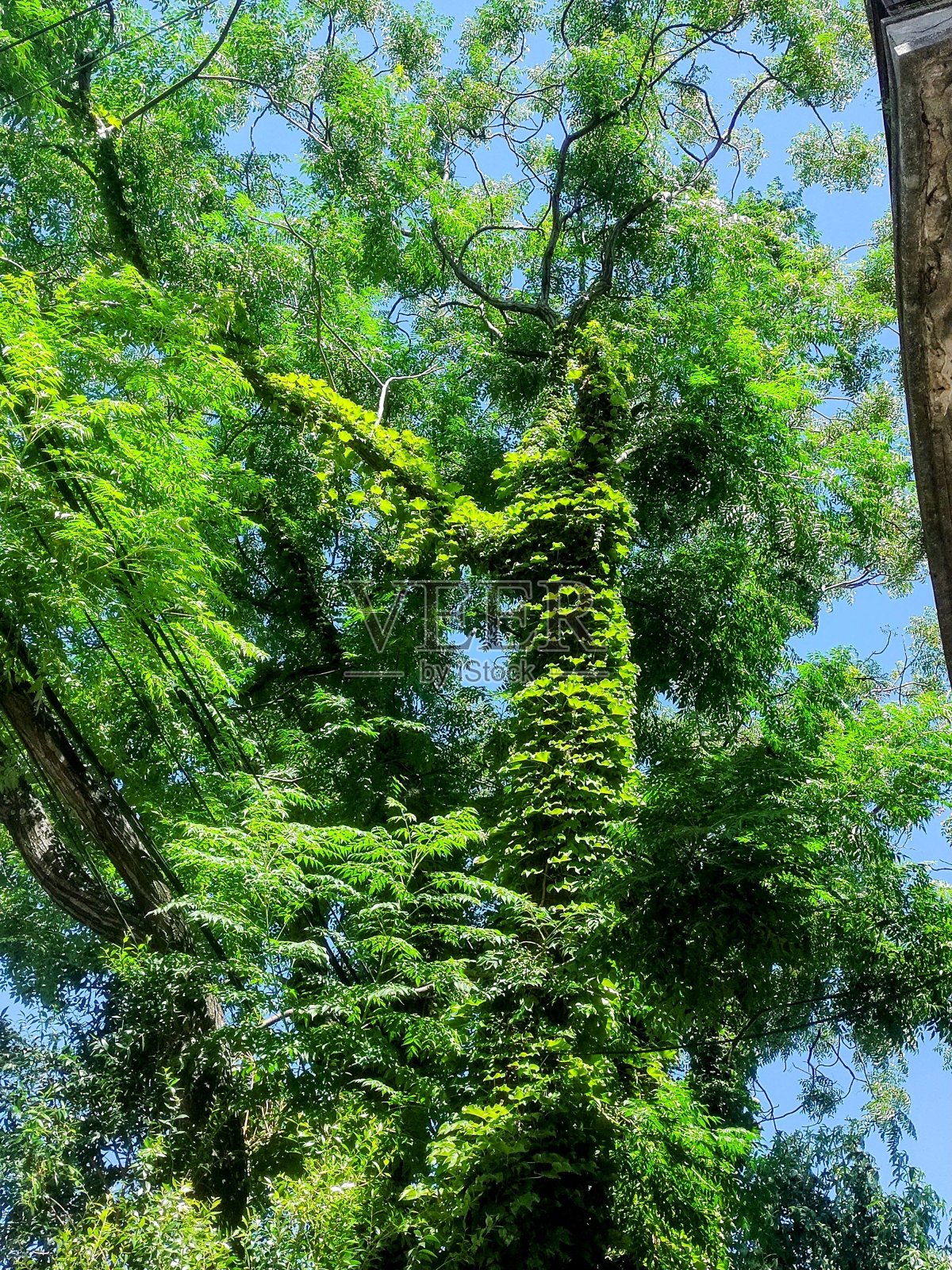 Árbol con enredadera照片摄影图片