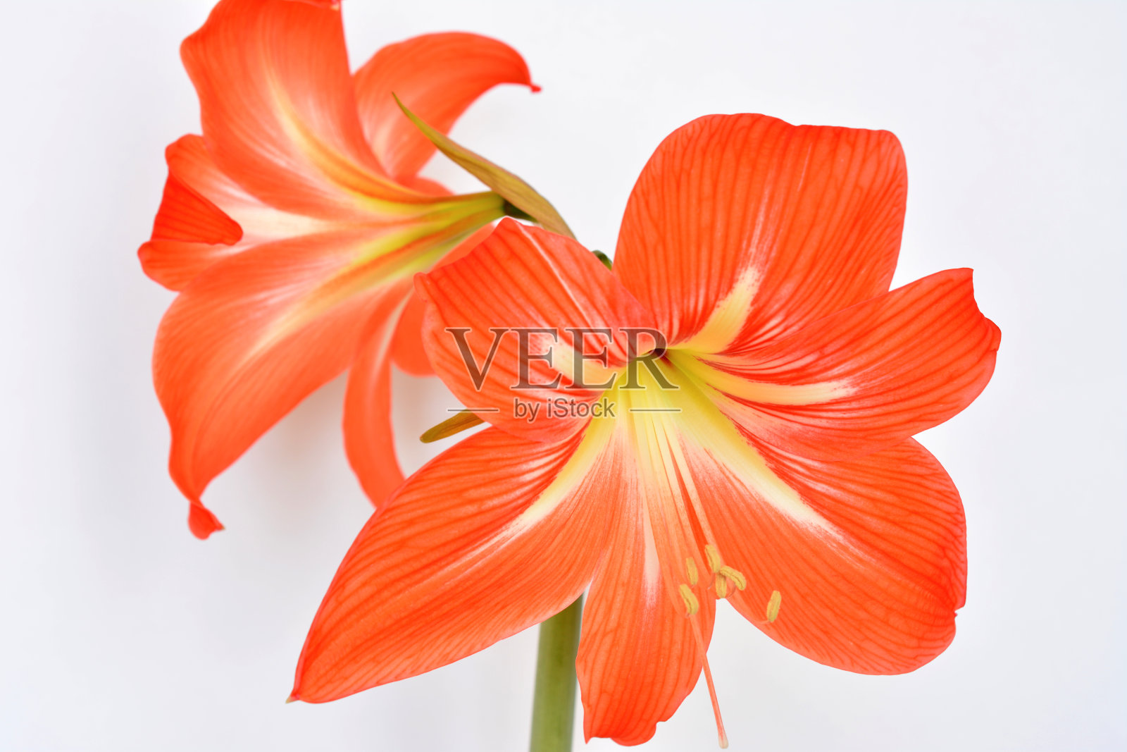 橙色孤瓣花，花瓣在白色背景上，大瓣照片摄影图片