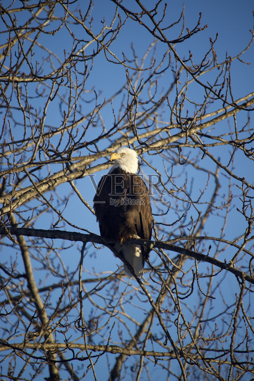 栖息的秃鹰照片摄影图片