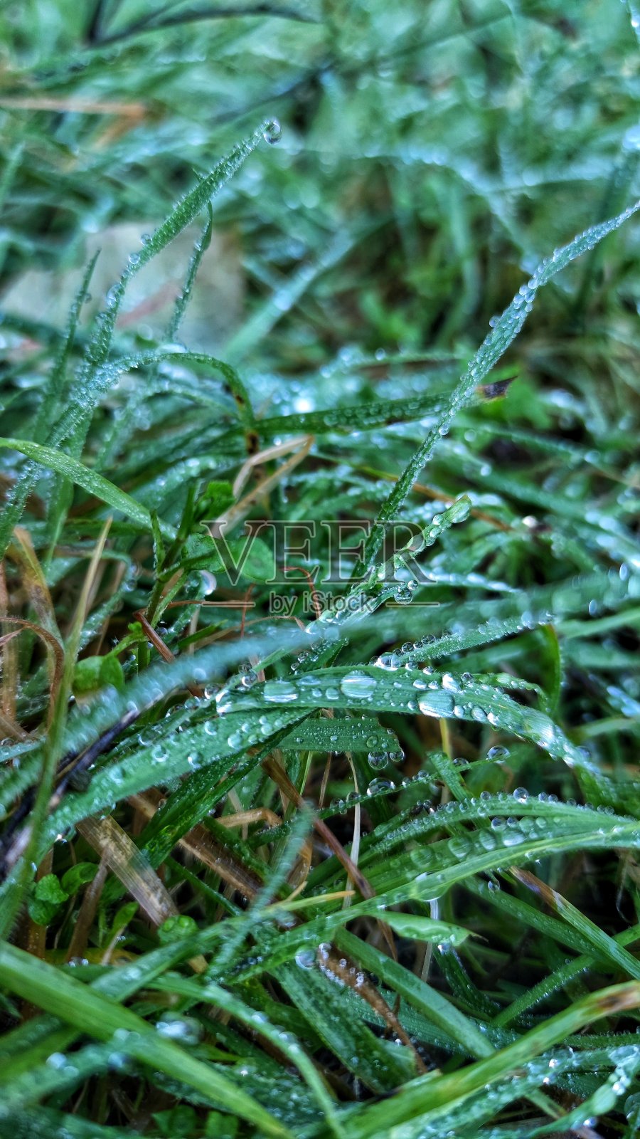 湿草照片摄影图片