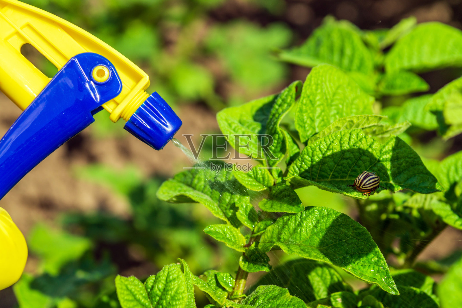特写一个农民手戴手套与喷雾器试图喷洒科罗拉多马铃薯甲虫土豆叶子照片摄影图片