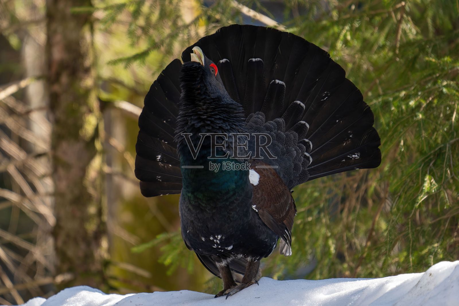 西部松鸡在求偶时站在雪地上鸣叫照片摄影图片