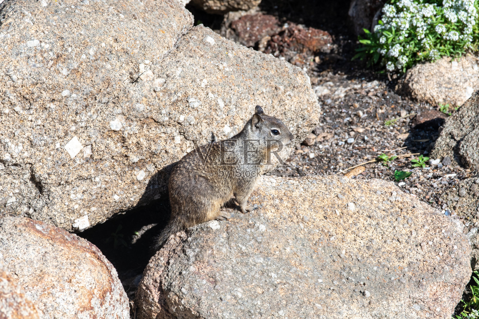 石头里的松鼠照片摄影图片