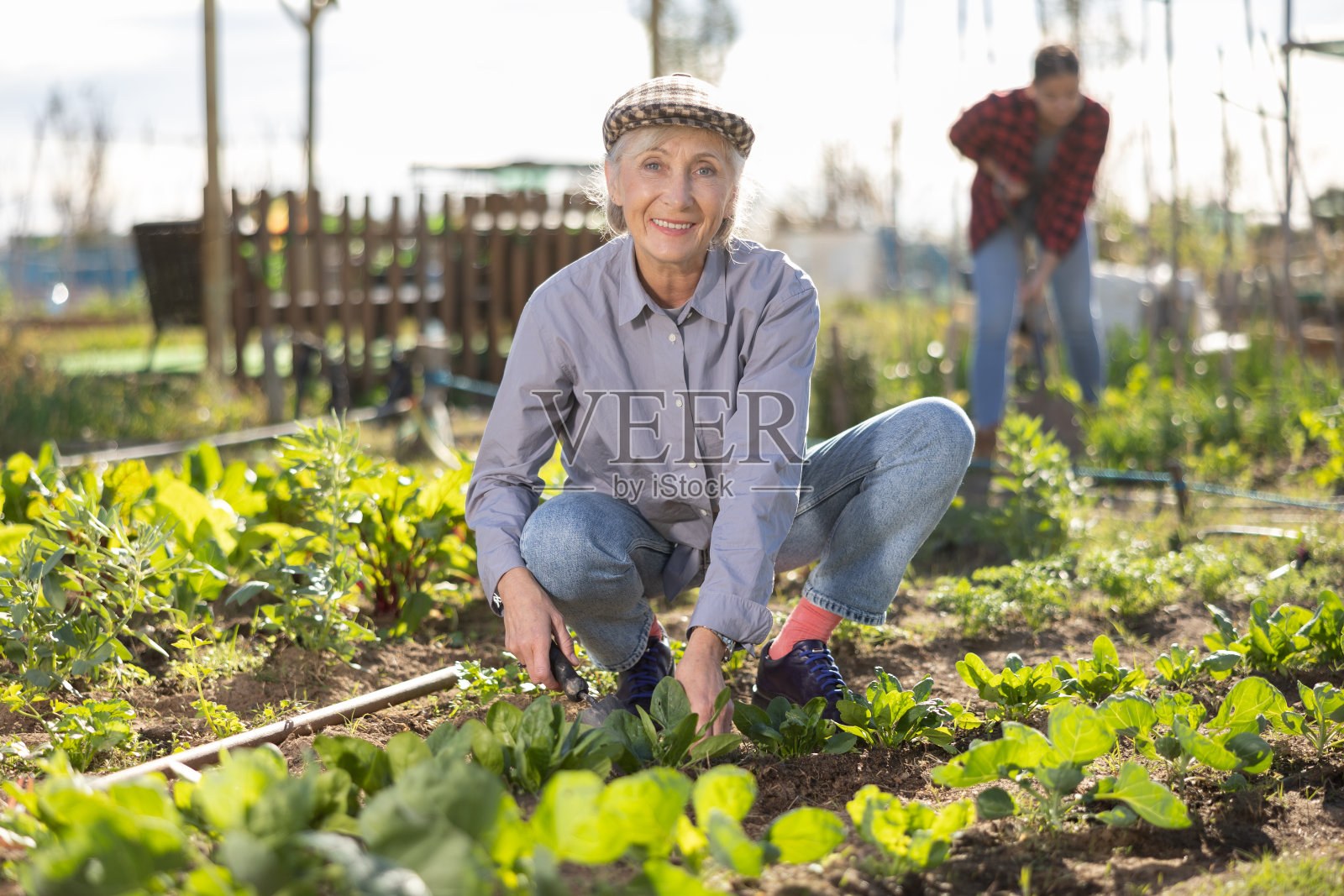 成熟的女人用菜刀在田里收割杂草照片摄影图片