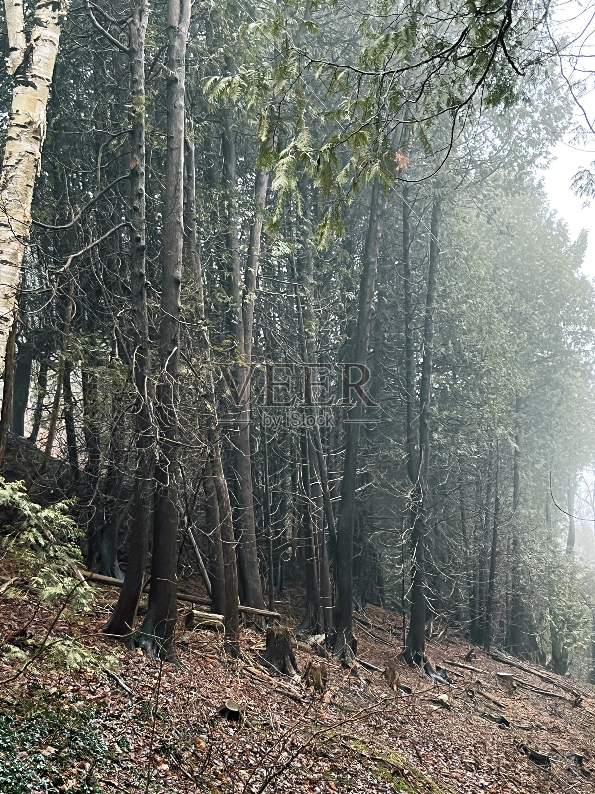 神秘的雾林照片摄影图片