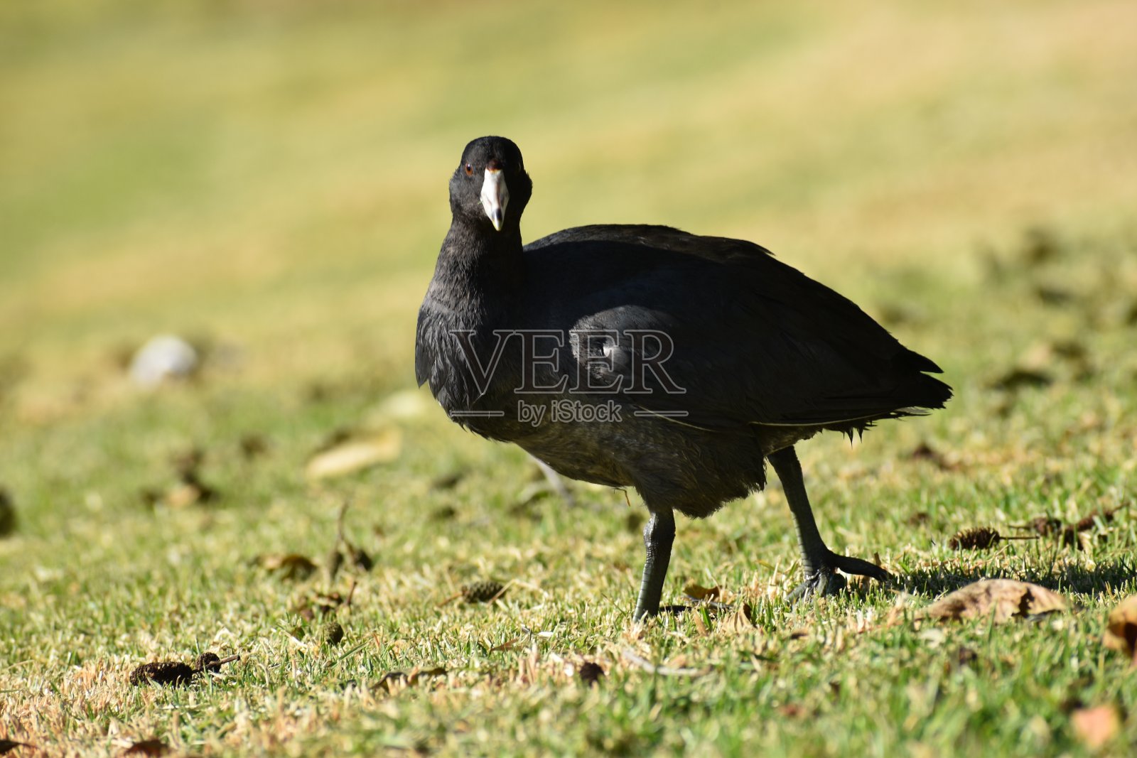 美国的傻瓜照片摄影图片