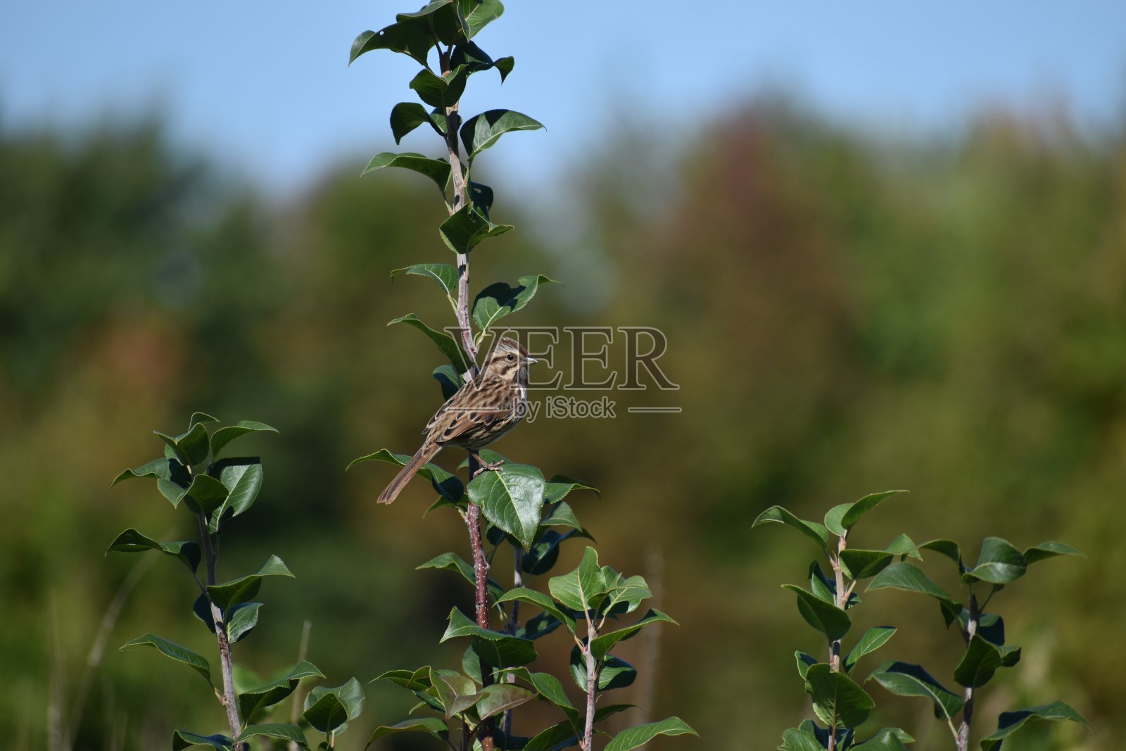 北美歌雀照片摄影图片