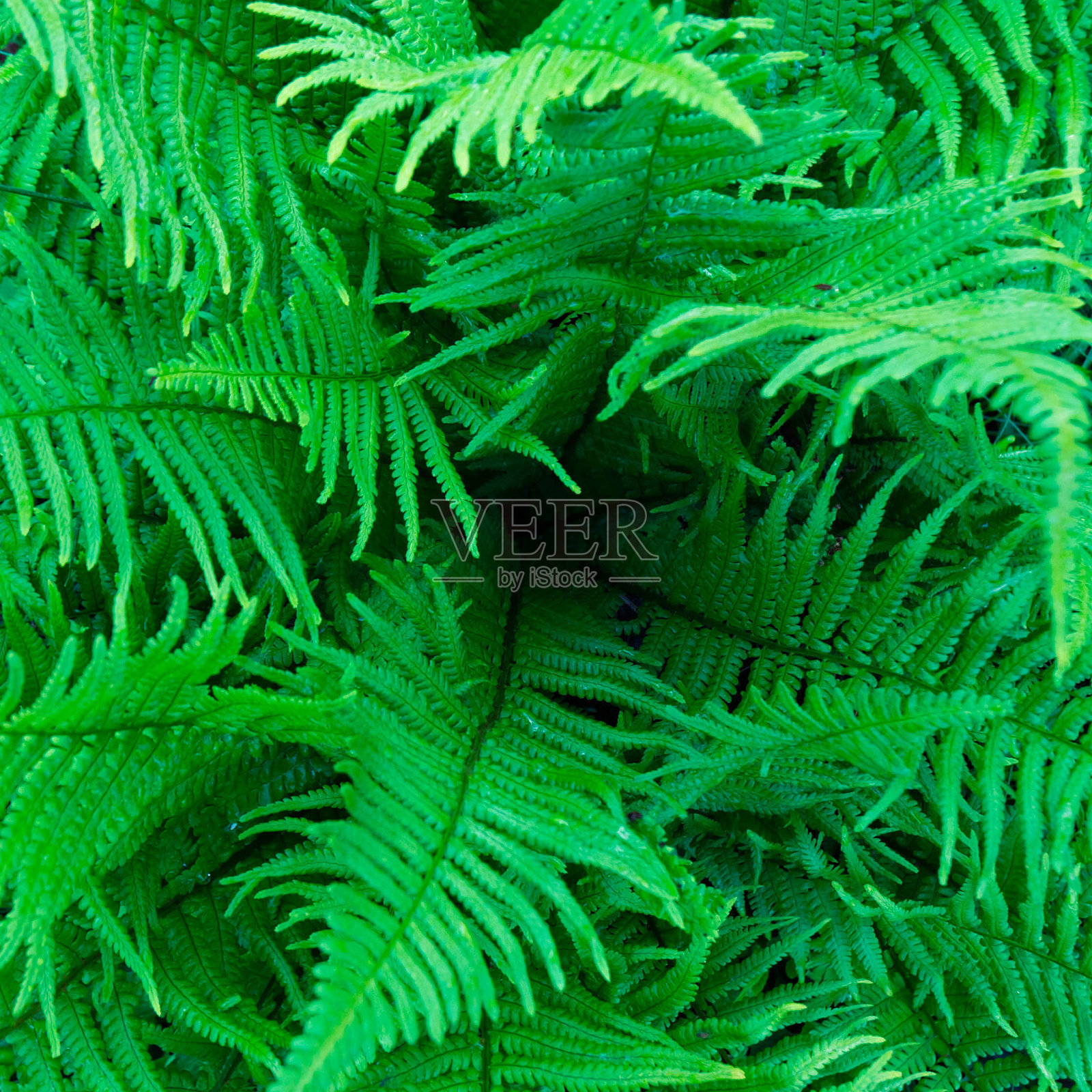 弗恩关闭顶部视图。照片摄影图片