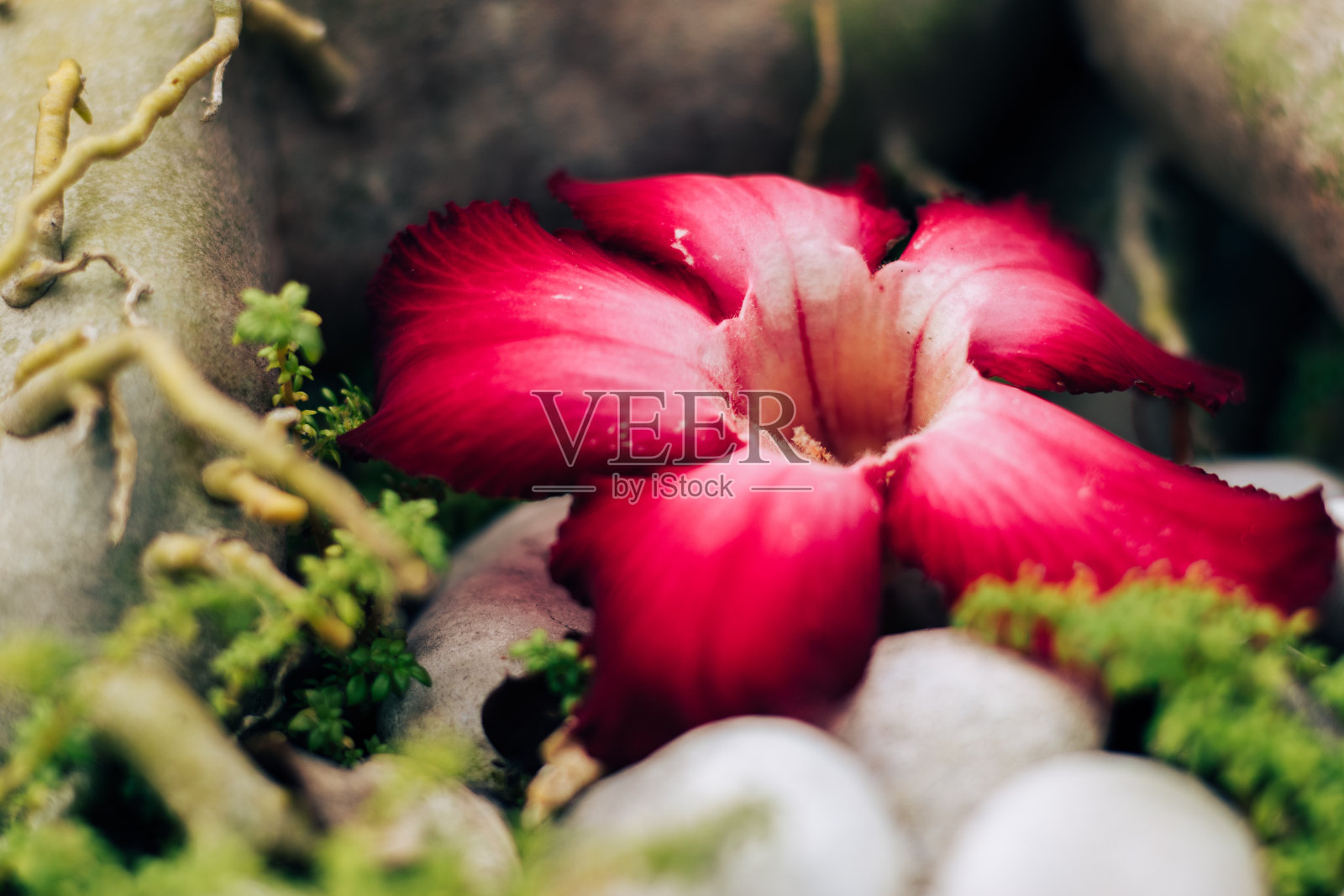 掉落的红色鸡蛋花。装饰植物照片摄影图片