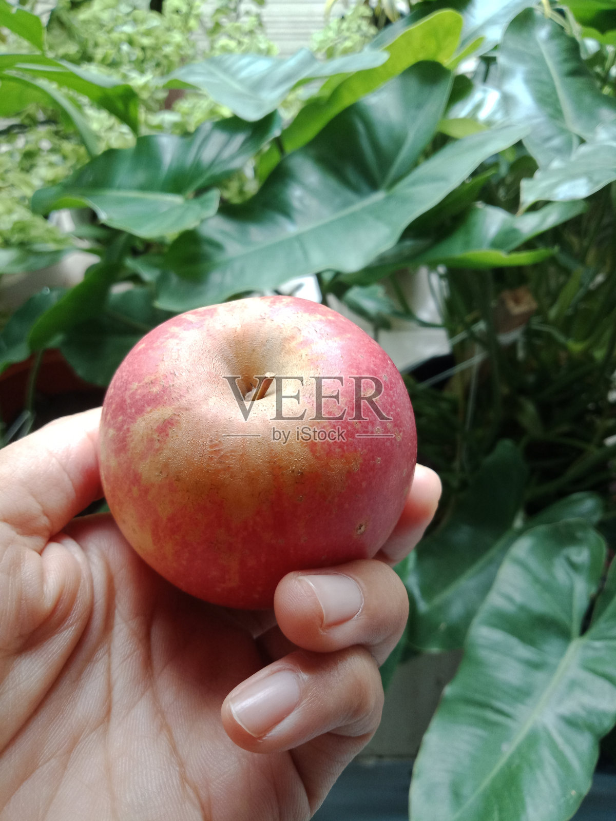 手握家海红可口或富士苹果(Apel fuji)照片摄影图片