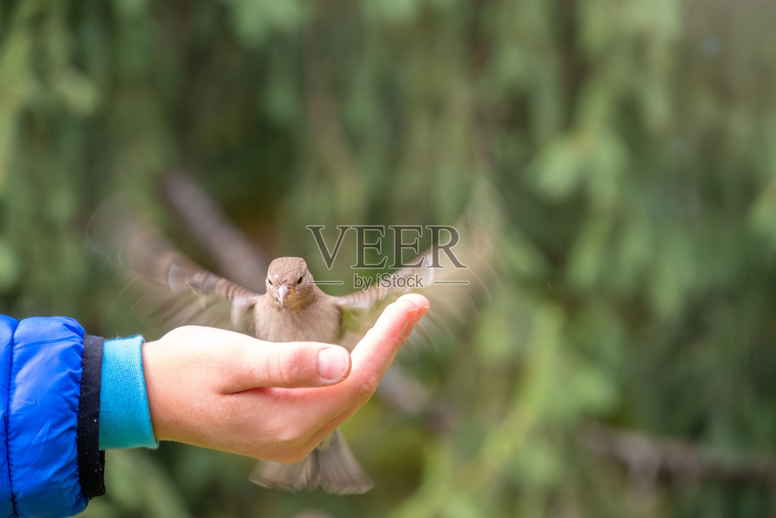 男孩用手中的种子喂鸟。麻雀从男孩手里吃种子照片摄影图片